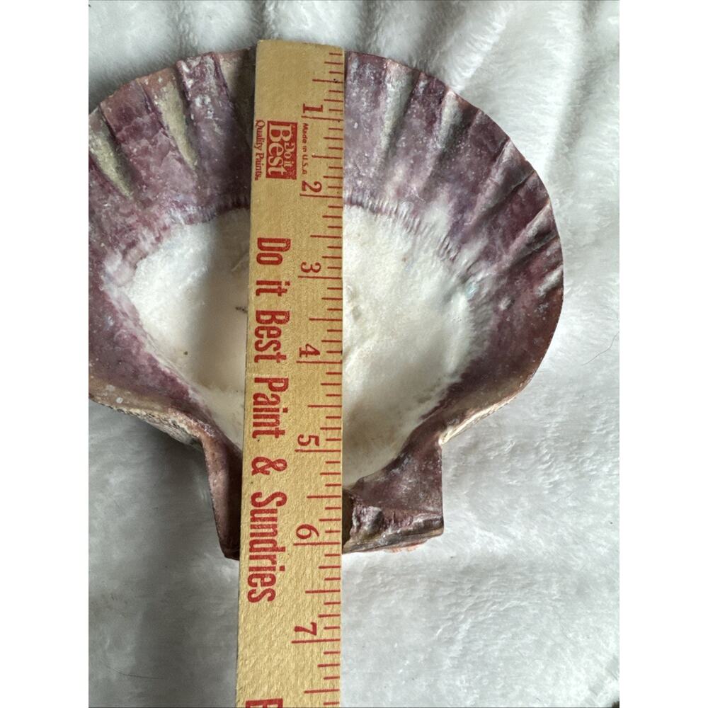 BIG 6’5’ nodipecten nodosa lions paw scallop smudging home decor Orange Pink Red - Picture 6 of 7